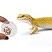 SLSON Small Gecko Food and Water Cups 100 ct Plastic Feeder Cups for Reptile Feeding Bowls for Crested Gecko Lizard and Other Small Pet, 0.5 oz