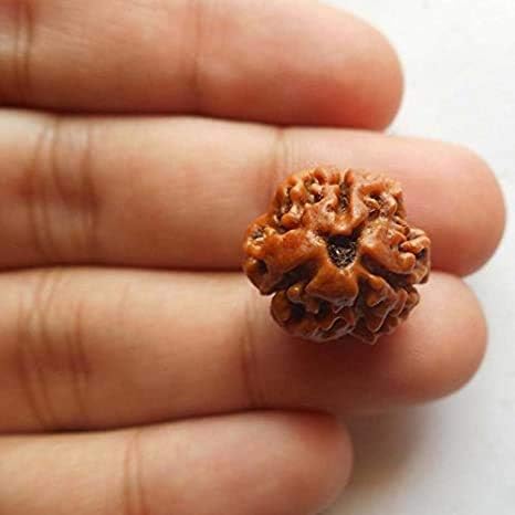 Miniatura 3 de Wonder Care - Cuenta original de Rudraksha nepalí, cuenta de rosario religioso de Rudra natural, Madera, No es una piedra preciosa