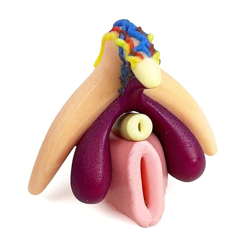 Medintim | Modèle anatomique Clitoris avec vaisseaux sanguins et nerfs | Clitoris 3D