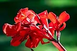 5 Seeds Red Canna Lily Indian Shot Canna Indica Flower