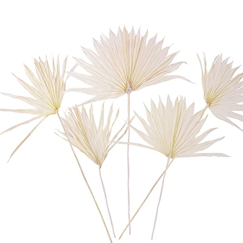 Dried Sun Palm Spear (Bleached) #TOP1