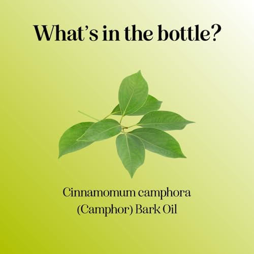 Image of Pure Undiluted Camphor Essential Oil - 100% Pure Camphor Oil for Aromatherapy and Beauty DIYs Great for Soothing Skin and Clearing Chest - Outdoor Diffuser Oil for Patios and Porches (4 Fl Oz)