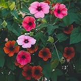 schwarzäugige susanne kaufen - winterharte balkon hochbeet 300samen