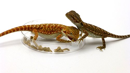 Carolina Custom Cages Phoenix Worms Dishes, 3 Each #TOP4
