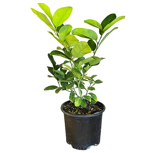 Limonero Natural Cultiva tu Propio Árbol Frutal de Limones en Casa