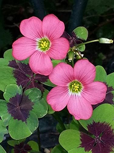 Siddhi Vinayak Gallery® Imported Veriety Oxalis Flower Bulbs mix color Flower bulbs pack of 2