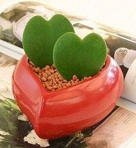 Perfect Valentine Gift - The Bonsai Plants - TWO Heart Shape variegated Succulent (Hoya Kerrii) Leave for gifting to loved ones in a Heart Shape Red Pot