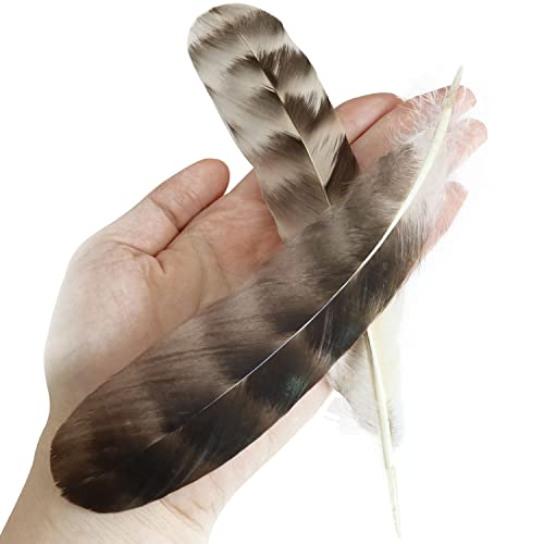 Natural Pheasant Feathers Luorng 30Pcs Wild Turkey Feather For Diy Craft 15-22Cm Assorted, Guinea Fowl Wing Quill #TOP1