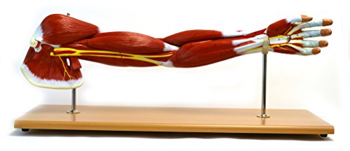 Premium Muscular Arm Model, Medical Quality, Life Sized (24