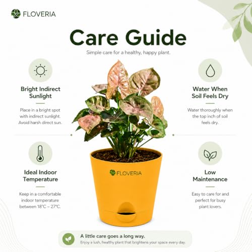 Image of Syngonium Pink Plant Live with Pot | Indoor Plants for Home | Live Plants with Pots | Indoor Plants with Pots for Home | Office Desk Decorative Items | Low Maintenance Air Purifying