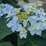 Proven Winners - Hydrangea serrata Tuff Stuff Ah-Ha (Mountain Hydrangea) Shrub, Blue or Pink, #3 - Size Container