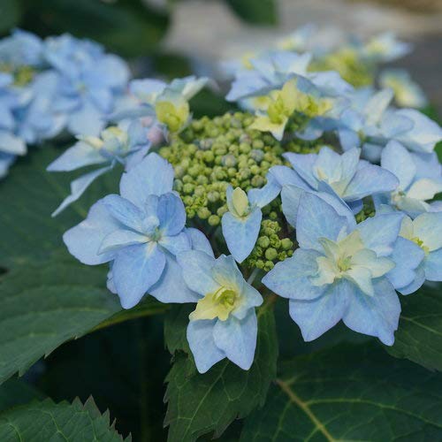Live Plant From Green Promise Farms Serrata Tuff Stuff Ah-Ha (Mountain Hydrangea) Shrub, 3-Size Container, Blue Or Pink Flowers #TOP19