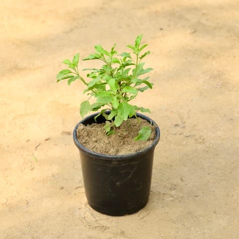 Plants Grafted Multi-Color Bougainvillea Live Bonsai Tree Colors Plant for Indoor & Outdoor Gardens Plant with pot-image-15
