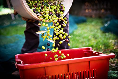 FCI - 10 cajas para aceitunas apilables, aptas para frutas y cosecha de aceitunas, 10 unidades (10)