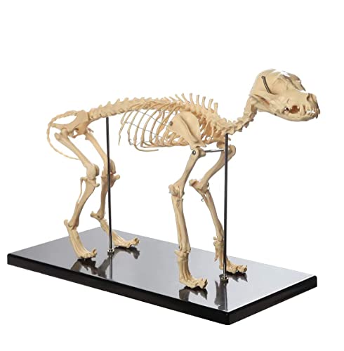 UIGJIOG Modelo de esqueleto gato 40 x 20 x 30 cm animal de estimação gato ossos animal esqueleto espécime anatomia modelo veterinário ensino demonstração ferramenta decorativa