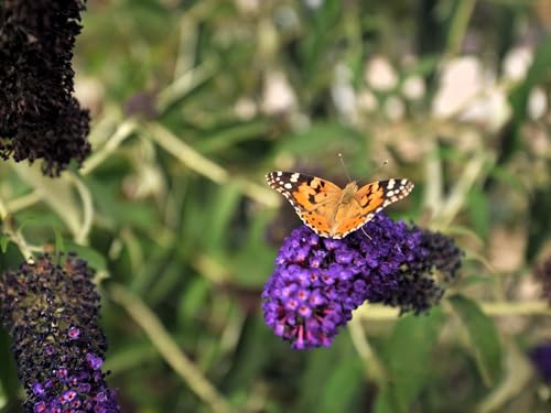 Greenwood Nursery: Live Shrub Plants - Monarch Blue Knight Butterfly Bush + Buddleja/Buddleia Davidii - [Qty: 2X Pint Pots] - (Click for Other Available Plants/Quantities)
