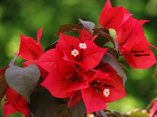 Live Rare Climbing Red Bougainvillea Spectabilis live plant Double flower Bougainvillea 1 Healthy Live Plant With Beautiful Black Pot (B0CT92G4TK) Amazon Price History, Amazon Price Tracker