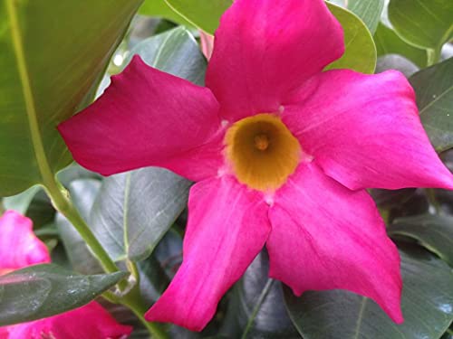 Red Riding Hood Pink Mandevilla Dipladenia Tropical Flowering Vine Plant Brazilian Jasmine Starter Size 4 Inch Pot Emerald Tm #TOP2