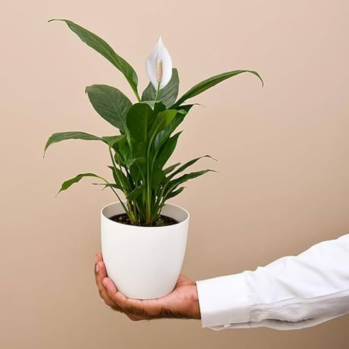 INODEC Peace Lily: Easy-Care Air Purifying Indoor Plant in Pot