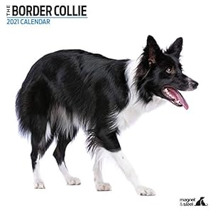 Border Collie 2021 Moderne Kalender, 9617