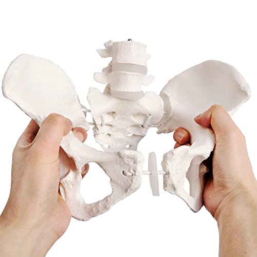 Modèle pelvien féminin flexible EVOTECH SCIENTIFIC grandeur nature sur élastique