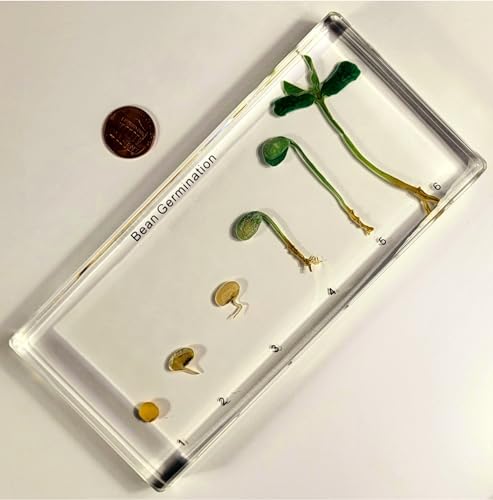 Image of Bean Germination in 6.3 inch Crystal Clear Lucite Resin Paperweight Block Botanist Herb Crafts Collection for Botany Science Education & Desk Ornament Display Decor Specimen