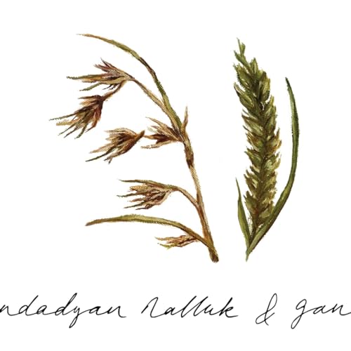 Bad Taste: Will native grains be key to saving Australia&rsquo;s water?