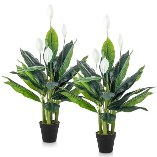 Jexine 2 Pack 42