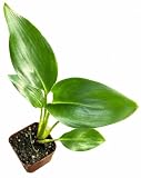 Live Orange Bird of Paradise Plants, Strelitzia Plants with Perennial Orange Flowers, Indoor/Outdoor Plants, Exotic Tropical Decor, Not Artificial, 6" Tall in 2" Pot with Soil.