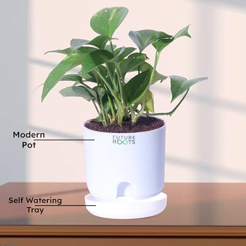 Image of Future Roots Good Luck Golden Money Plant with Self Watering Pot - Air Purifying Indoor Live Feng Shui Plant for Home, Living Room, Kitchen, Office Desk, Bedroom Decor