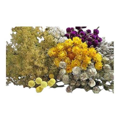 [おうちでアレンジ!]ドライフラワー(色おまかせ)プレゼント付 北海道 南富良野町 ドライフラワー 花 お花 華 花束 ファッション小物 インテリア 贈り物