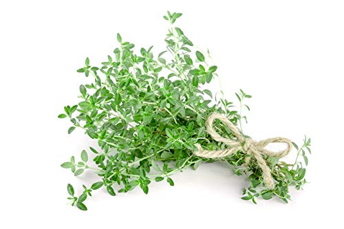 Thyme Herb Seeds - Non-Gmo - 0.5 Grams, Approximately 2,200 Seeds #TOP15