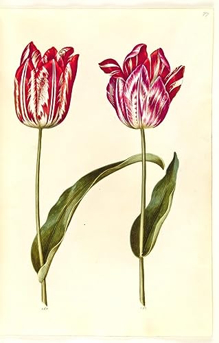 Lienzo de pintura decorativa de tulipán de Holtzbecker, arte vertical de 60x90cm para oficina