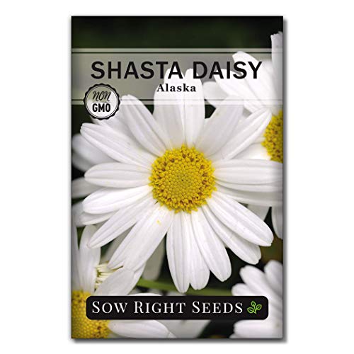 Sow Right Seeds - Shasta Daisy Seeds for Planting - Perennial Shasta Alaska Daisies - Non-GMO Heirloom Variety - Ideal for Outdoor Gardens - Easy to Grow - Drought Tolerant - Attracts Pollinators (1)