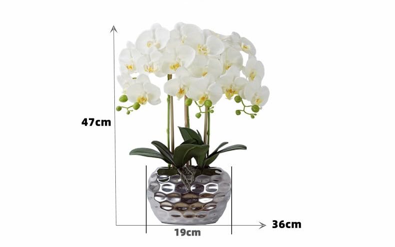La mejor comparación de Orquideas . 27 Imagen adicional