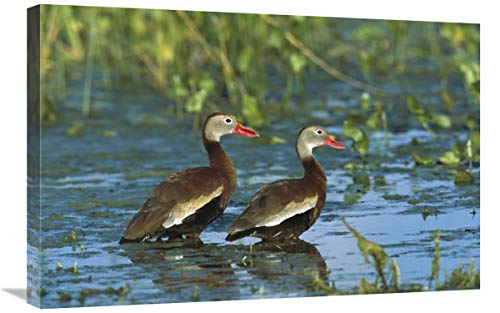 Black-Bellied Whistling Duck Pair Wading, Rio Grand Valley, Texas-Canvas Art-30