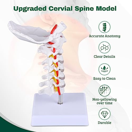 Image of Ultrassist Cervical Spine Model, Vertebrae and Arteries for Medical Tool | Life-size PVC design, cervical nerves, discs and occipital plate for teaching display