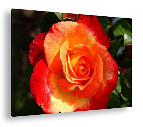 Impression rose rouge 90x60 cm deyoli avec cadre en bois véritable haut de gamme