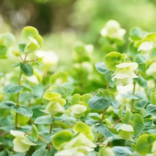 semillas de plantas de orégano Cocina de jardín de hierbas, decoración floral semillas de orégano verduras de balcón, de hierbas de interior semillas de cobertura del suelo y 100pcs