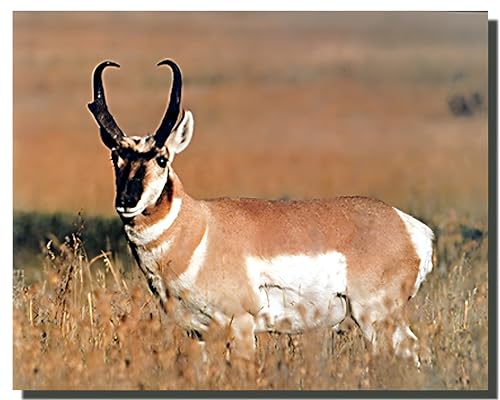 Impact Posters Gallery Wild Animal Wall Decor Antelope Antler Picture Pronghorn Art Print Poster (16x20)