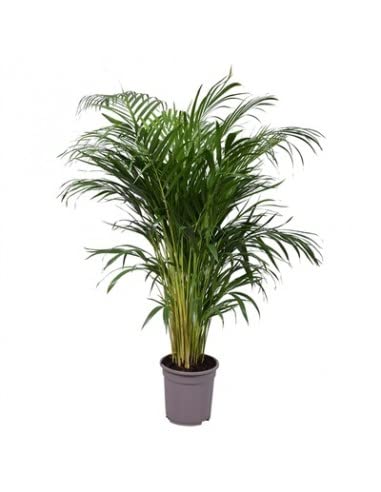 Palma Areca da interno 140 cm vaso 24 resistente Vivaio Annese
