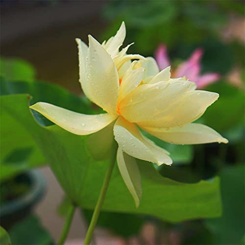 20+ Bowl Lotus Seeds (Water Lily Flower Seeds) For Planting #TOP3