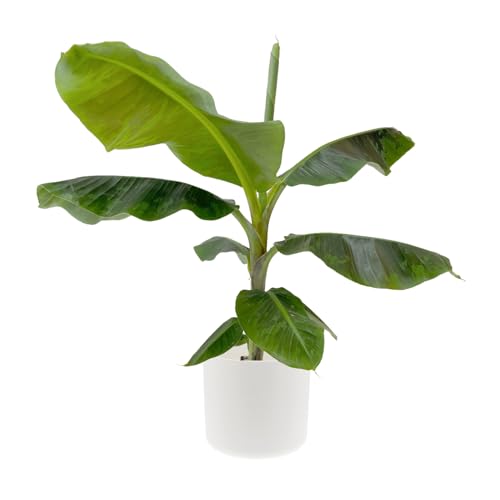 KENTIS - Banano - Musa Dwarf Cavendish - Pianta Vera da Interno Tropicale - H 60-70 cm Vaso Ø 21 cm
