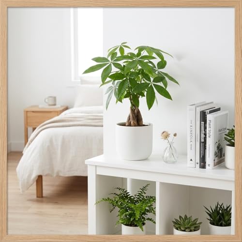 Image of Money Tree Live Plant, Pachira Aquatica, 4 Inch Pot, Braided Indoor Houseplant, Easy Care