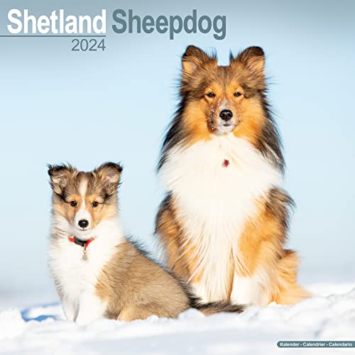 Shetland Sheepdog Calendar 2024