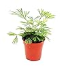 Exotenherz – Mini-plant – Actiniopteris australis – palmstaartvaren – ideaal voor kleine schalen en glazen – babyplant in pot van 5,5 cm