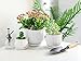 Nattol Ceramic Flower Plant Pots with Saucers, Modern Round Ceramic Succulent Planter Pots with White Stripe Texture, Small to Medium Sized, Set of 3