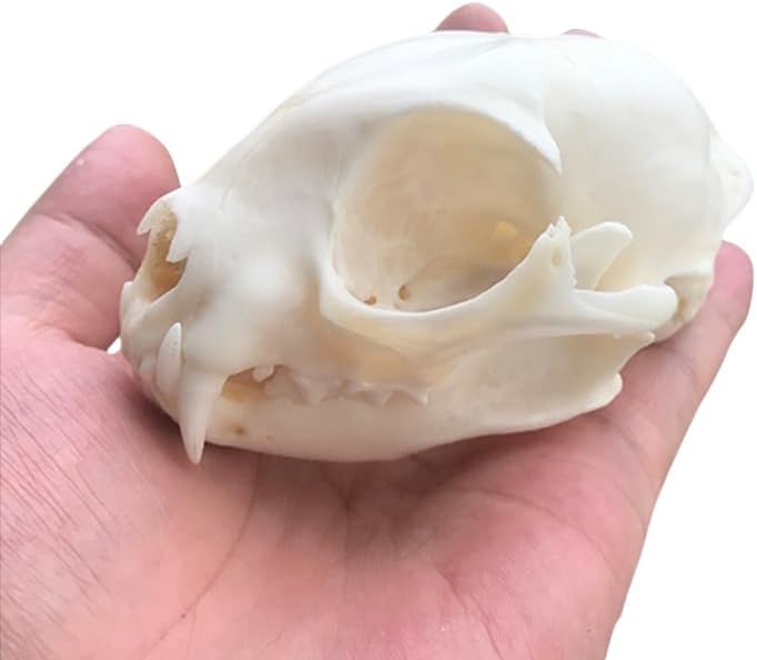 Taxidermy Real Animals Myocastor Ostrich Skulls, Real Bones Specimen, Taxidermy Supplies for Science Education