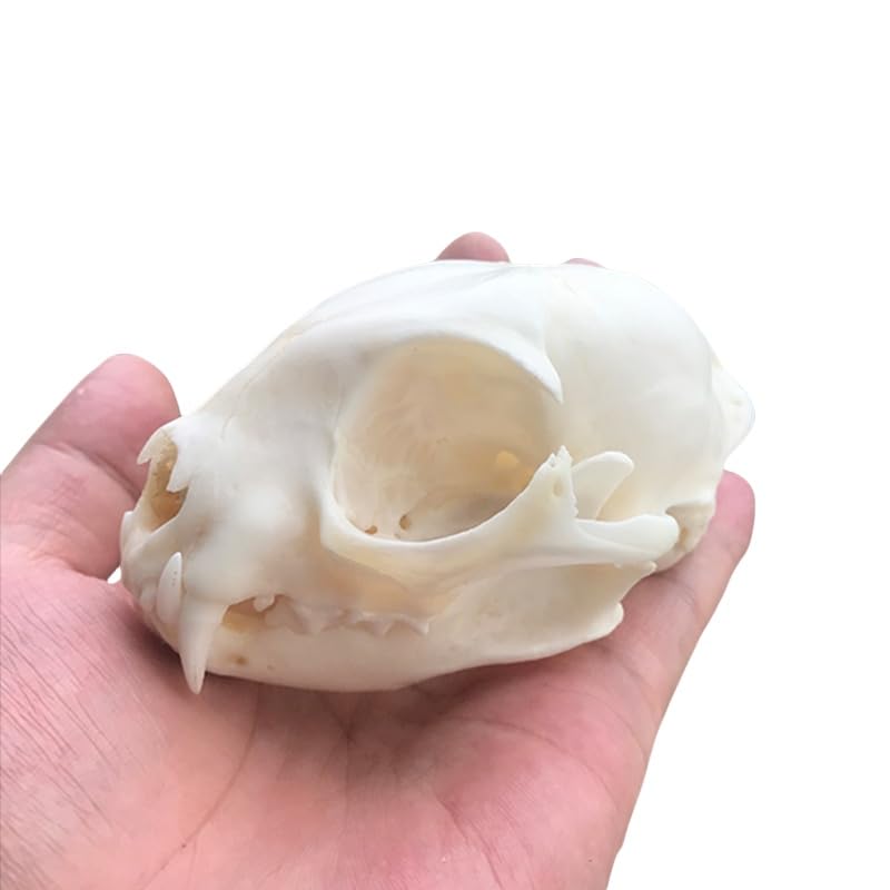 Wugakio Taxidermy Real Animals Myocastor Cat Skulls, Real Bones Specimen, Taxidermy Supplies for Science Education