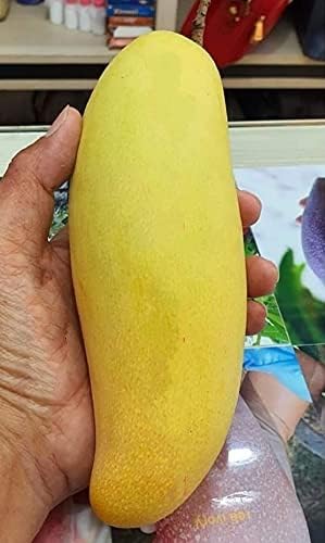 Golden Bloom Thai Original Banana Mango Variety Grafted Aam Fruit Live Plants & Tree (2-3 Ft Size) (B0CST6XYRF) Amazon Price History, Amazon Price Tracker